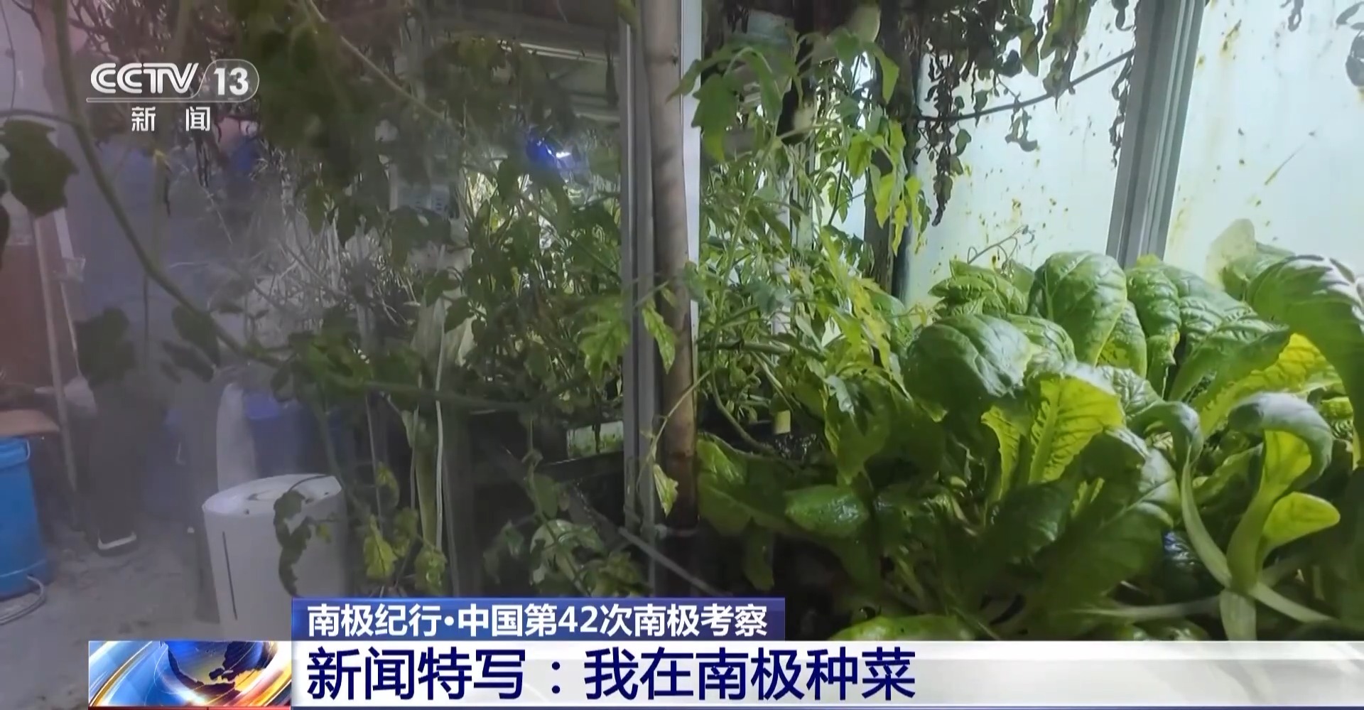 在南极种菜是什么体验？