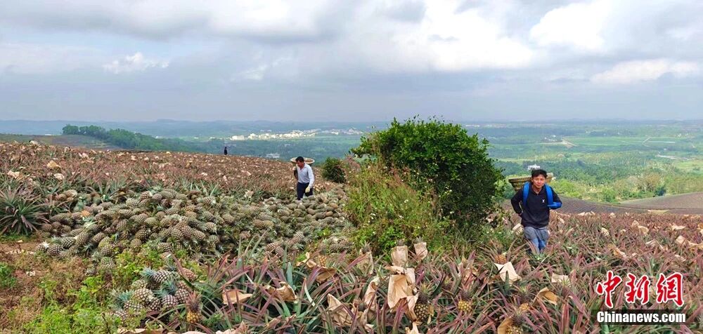 这块神奇的土地，咋还种出了“菠萝的海”？