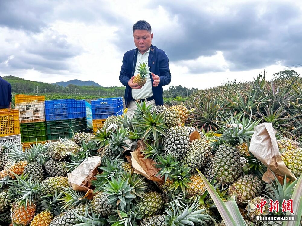 这块神奇的土地，咋还种出了“菠萝的海”？