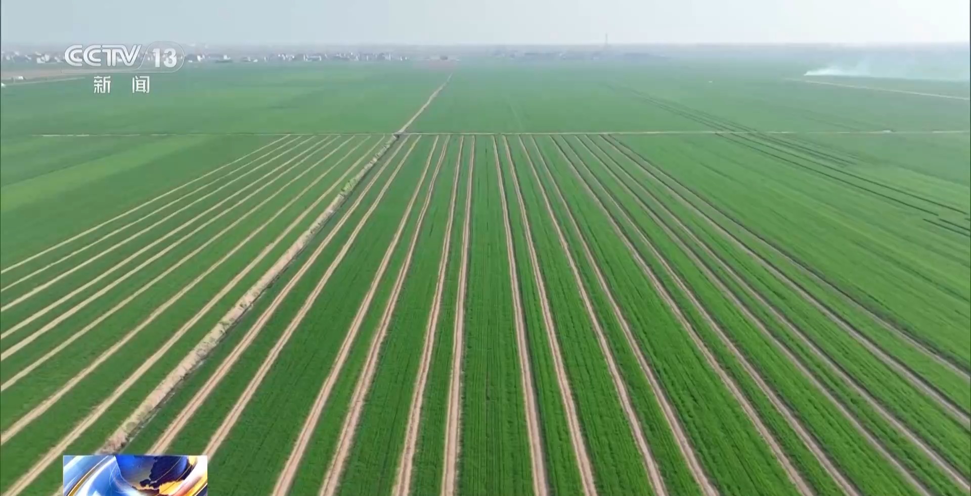 你知道吗 小麦长得太猛要“减肥控旺”