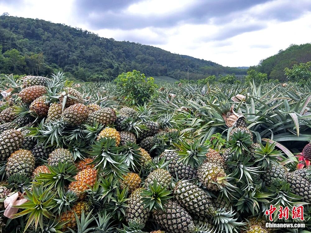这块神奇的土地，咋还种出了“菠萝的海”？