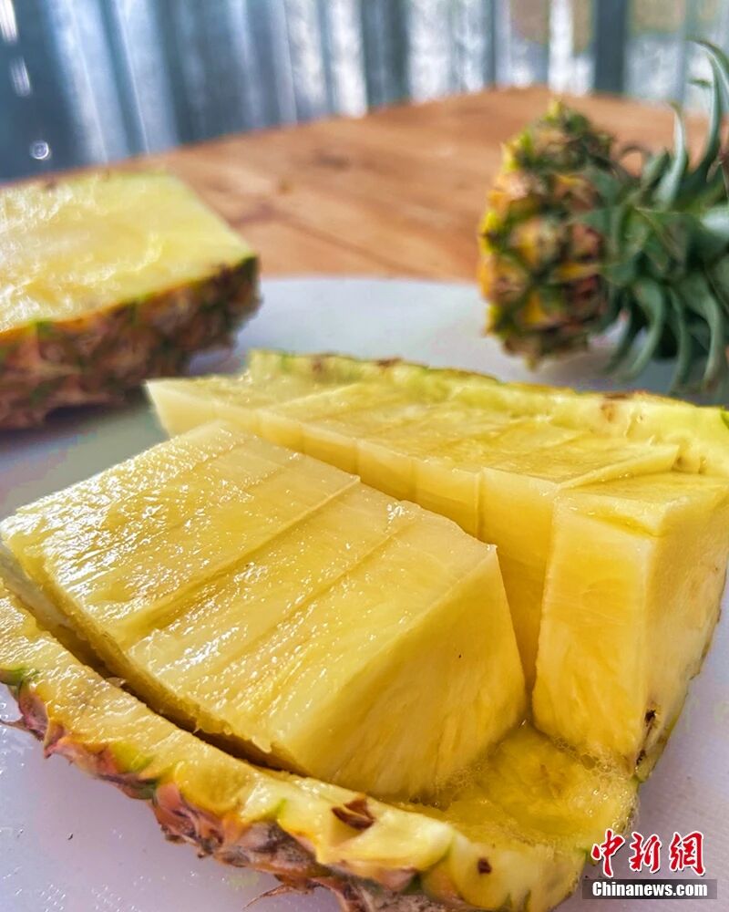 这块神奇的土地，咋还种出了“菠萝的海”？