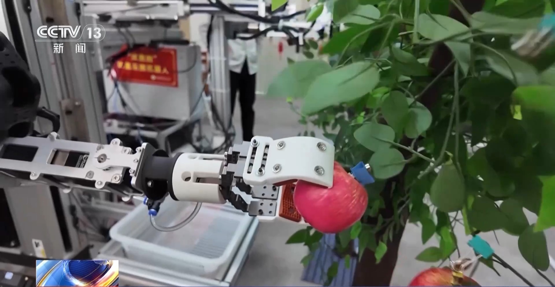 平均7.5秒摘一颗苹果 “双胞胎”机器人解锁采摘新技能