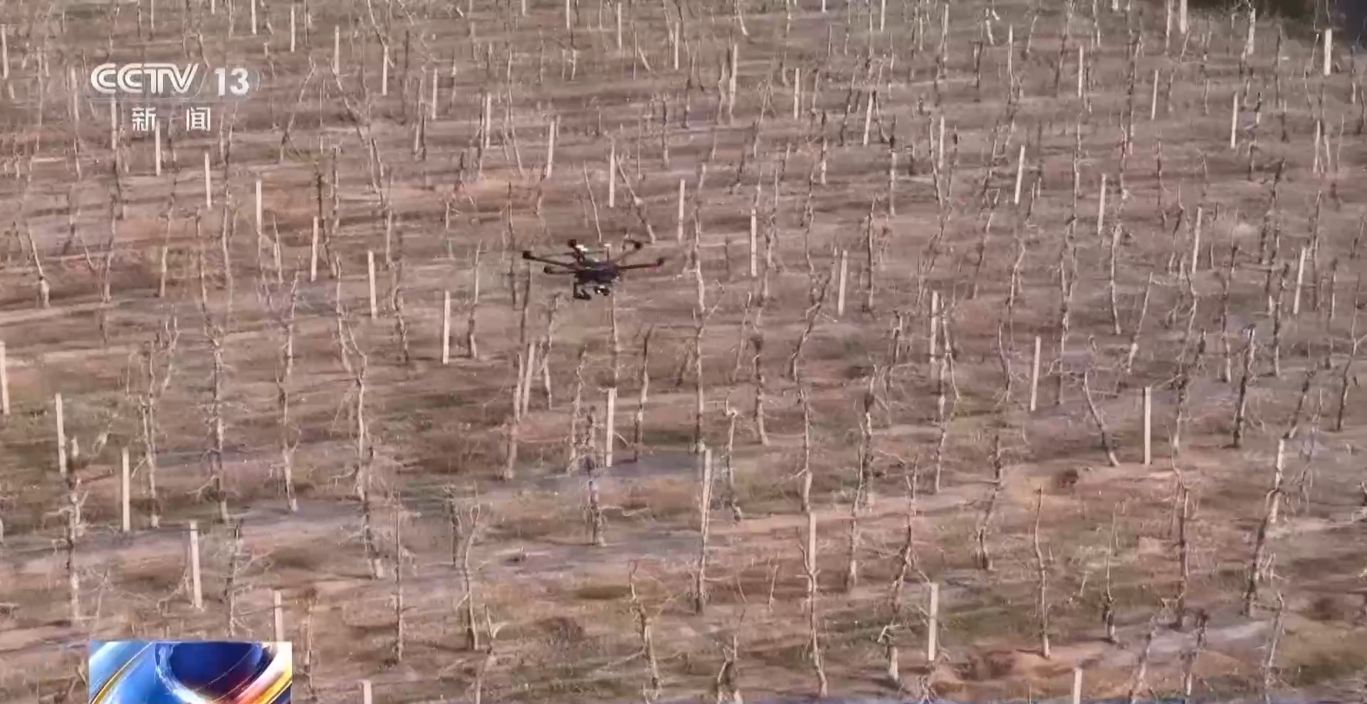 平均7.5秒摘一颗苹果 “双胞胎”机器人解锁采摘新技能