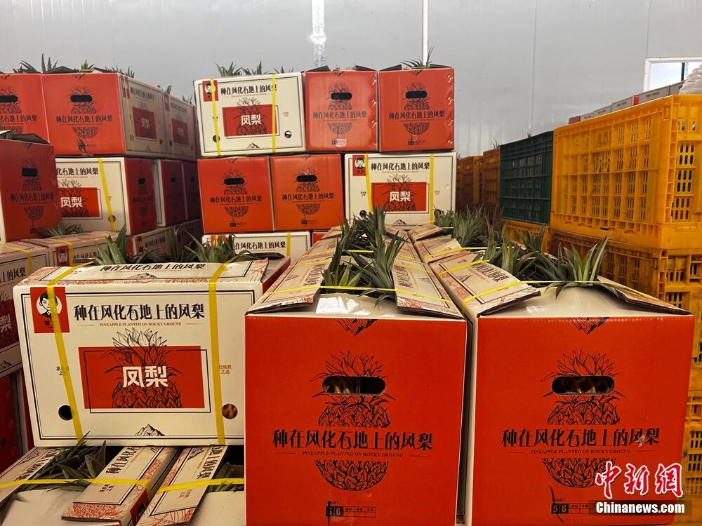 这块神奇的土地，咋还种出了“菠萝的海”？